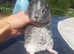 Baby Teddy Guinea pigs 2 for &pound;60