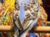 budgies available 9 weeks old