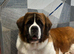 We have 4 beautiful male Saint Bernards puppy’s remaining
