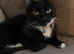 Tuxedo cat