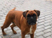 Boxer girl