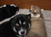 Beautiful Pomsky Puppies 3 Girls & 1 Boy Available