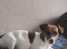 Min jack russle puppies