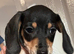 Gorgeous dachshund puppies