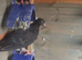 3 Black Racing Pigeons &ndash; &pound;40
