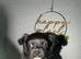Puppy male pomchi
