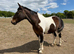Registered Skewbald