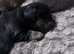 Miniature dachshund long haired