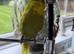 Super Tame Beautiful Male Exhibition Budgie