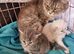 Beautiful British short haired cross kittens for sale