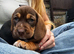 Dachshund x cocker spaniel puppies