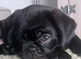 KC reg black pug puppies 2 girls left