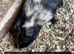 Guinea pigs