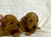 Stunning toy poodles