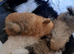 Wonderful female dogs are looking for a new home