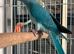 Beautiful Hand Tame Blue Indian Ringneck Parakeet For Sale