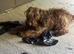 2 brothers for sale