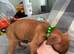 2 Male Pups