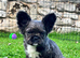 Fluffy frenchie cross.