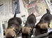 3 KC Registered Border Terrier Dog Pups (SOLD PENDING COLLECTION)