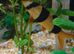 Beautiful young Healthy Clown Loach