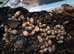 Isopods, millipedes and beetles