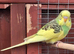Baby budgies