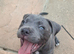Lue staffy puppy's