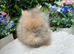 Stunning Lionhead Babys