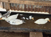 Call ducks all different colours for sale