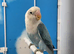 Only Female Lovebirds age 4 to 6 Months