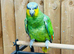 Orange winged amazon