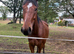16.1 tb gelding - mocha
