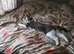 Looking for a calm, loving forever home for Tommy