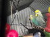 Budgie Family with Cage and Accessories