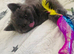 British Shorthair Kitten