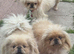 2 beautiful apricot & white pekes males 14 months