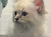 Beautiful ragdoll kittens