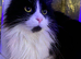 Female spayed Maine coon