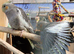 3x cockatiels 8 weeks old
