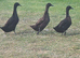 Cayuga ducks x3