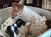 Beautiful Wire Fox Terrier Girl Available