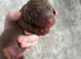 Two little mini Dacshund for sale