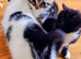 Very loving kittens