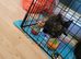 Tortoishell girl