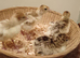 Turkey Poults for sale