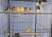 13 Canaries
