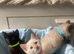 5 beautifull kittens!! Ready Now !