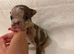 Frenchie x classic bully puppies