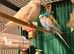 Two young budgies available Wa7 area